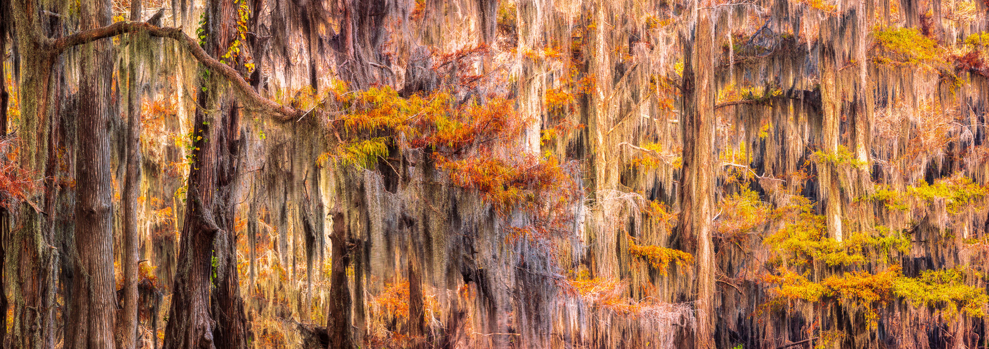 Caddo Lake, Fall, Cypress Trees, Landscape Photography