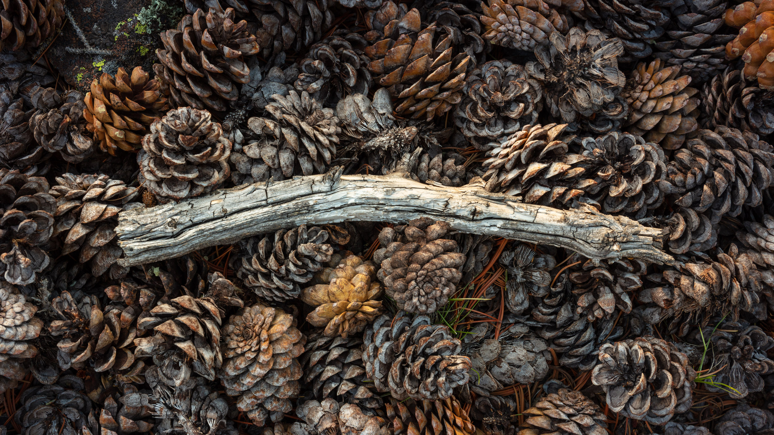 Under the gentle embrace of Rocky Mountain National Park's morning glow, a weathered stick rests atop a bed of pinecones. Delicate...